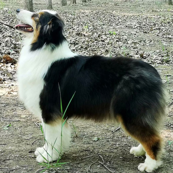 黑三色澳洲牧羊犬成母