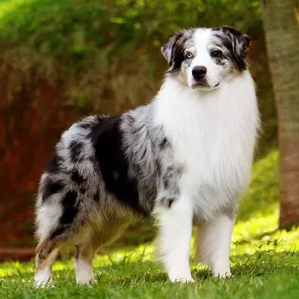 澳洲牧羊犬登录冠军