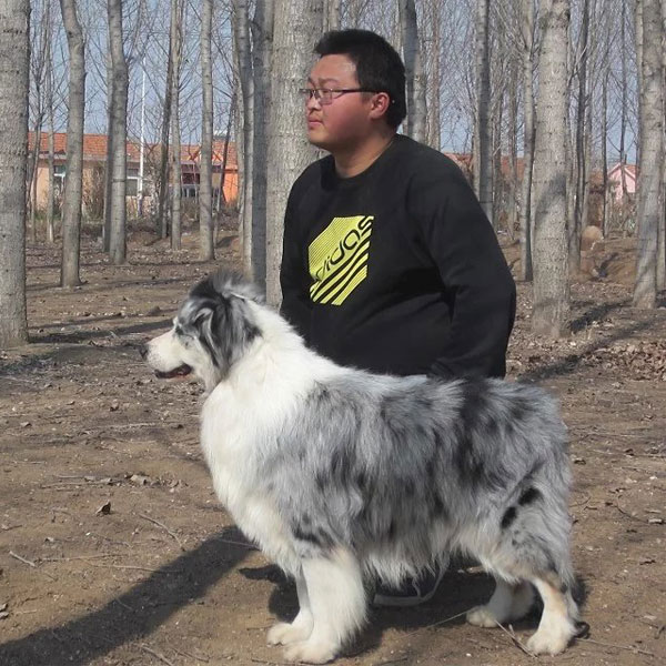 澳洲牧羊犬美国登录冠军