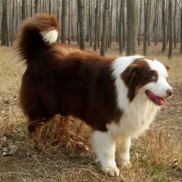 咖啡色澳洲牧羊犬成公