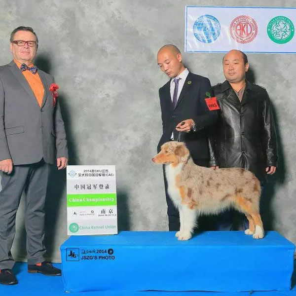 澳洲牧羊犬登录冠军