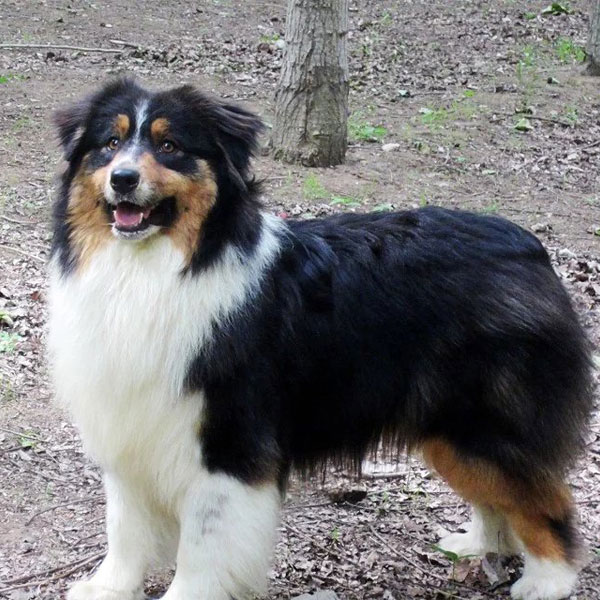 黑三色澳洲牧羊犬成公