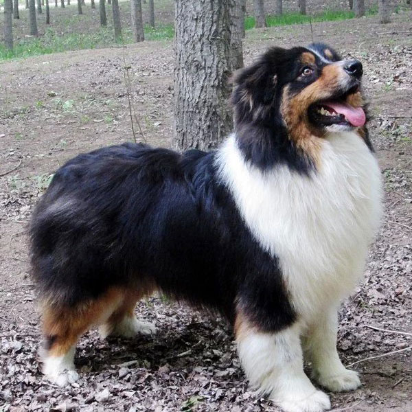 黑三澳洲牧羊犬成公