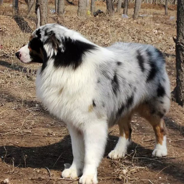 陨石色澳洲牧羊犬成公