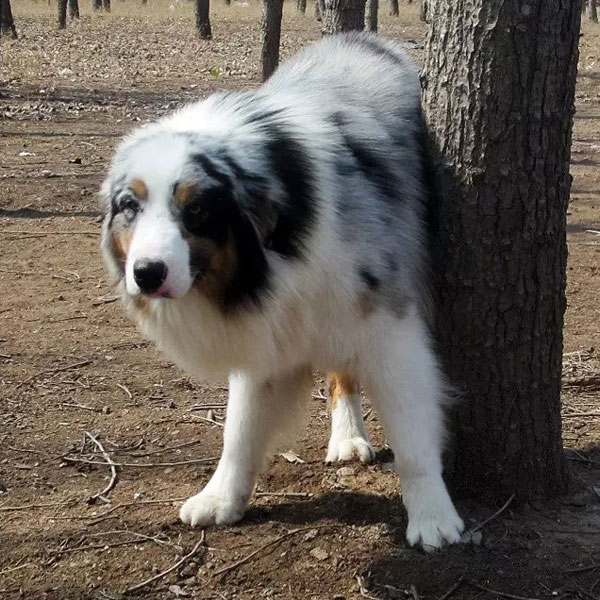陨石色澳洲牧羊犬
