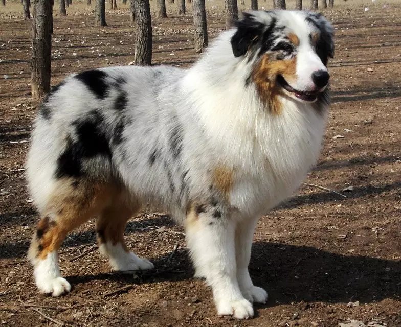 陨石澳洲牧羊犬成公