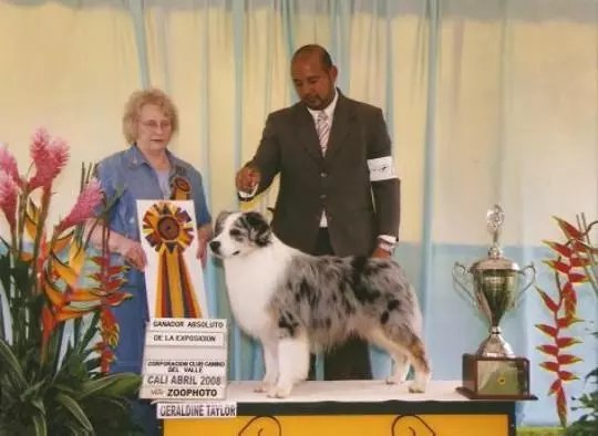 AKC澳洲牧羊犬冠军登录