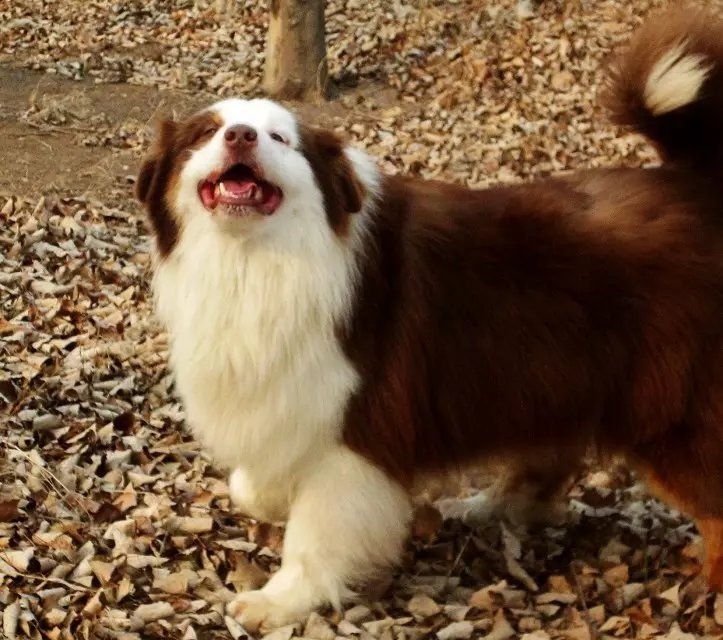 咖啡澳洲牧羊犬成公