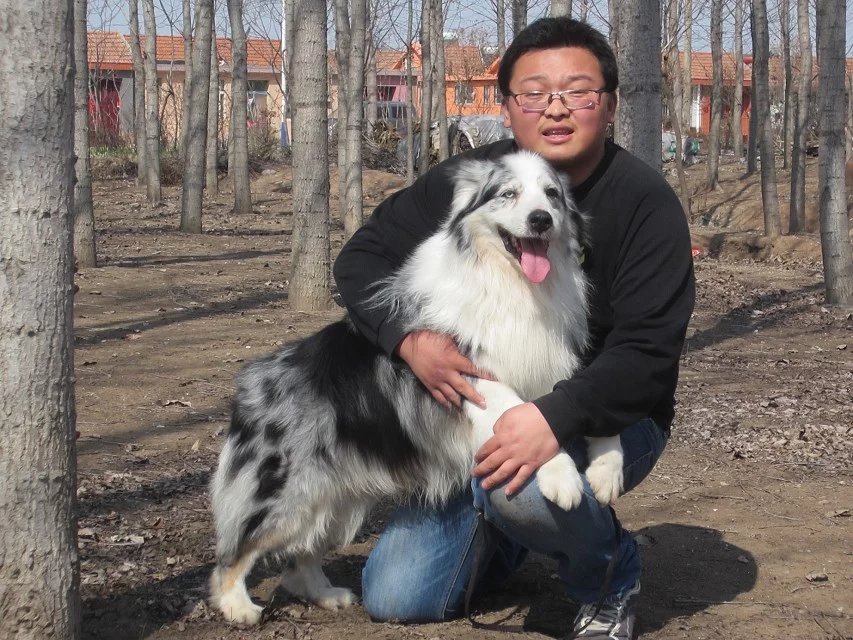 澳洲牧羊犬巴西登录冠军