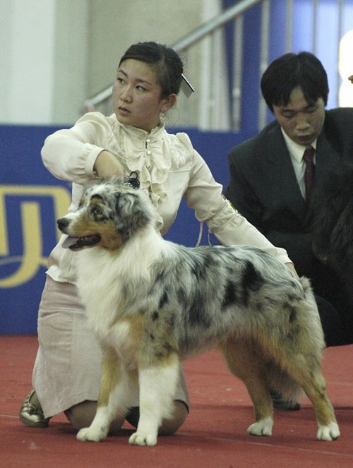 云石澳洲牧羊犬