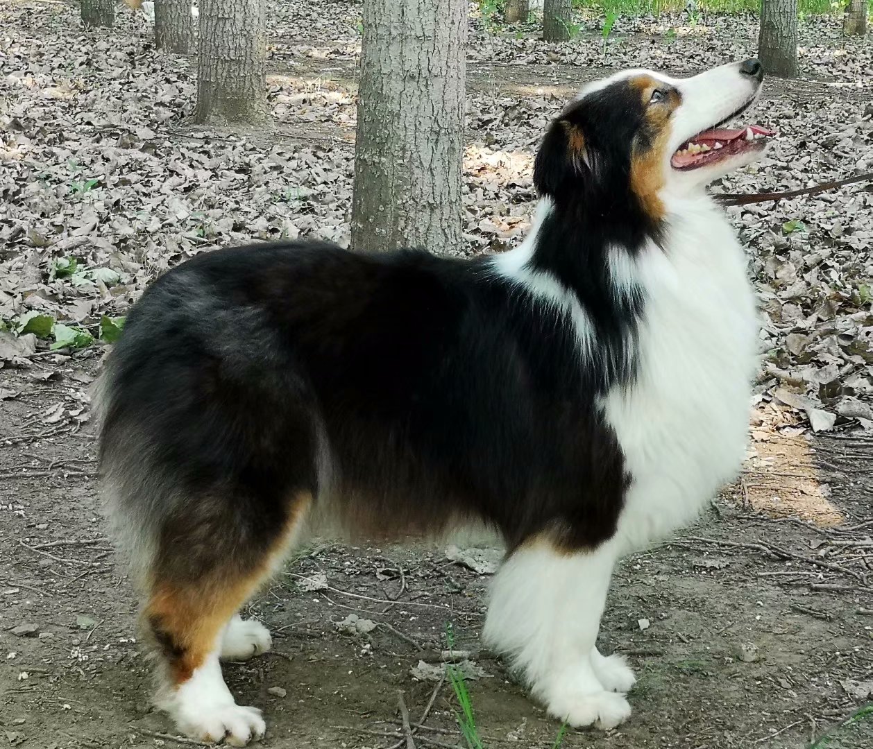 黑三色澳洲牧羊犬成母