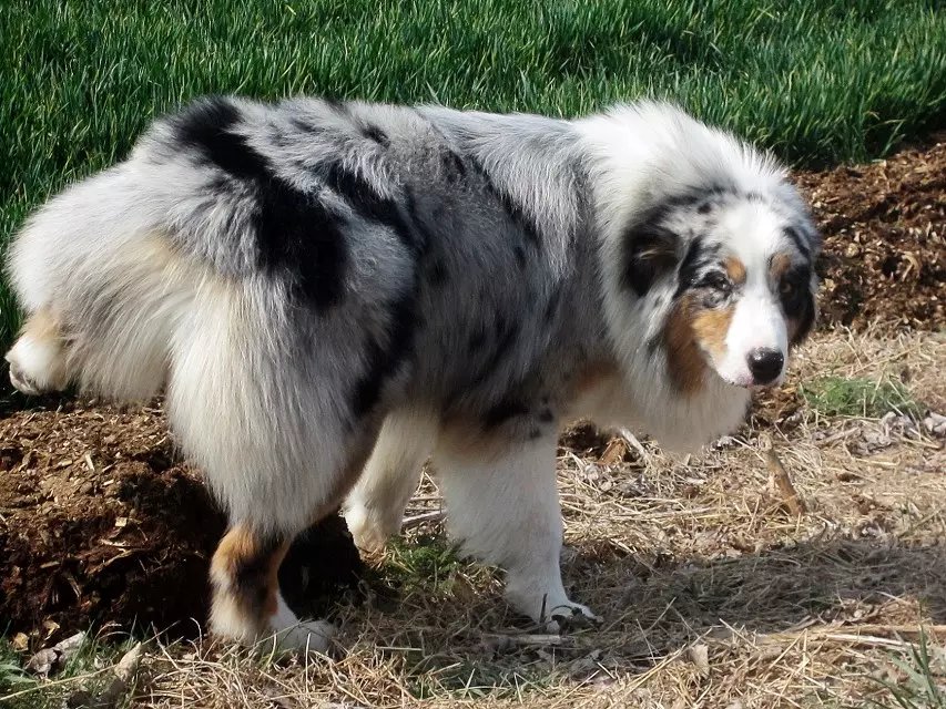 蓝陨石澳洲牧羊犬