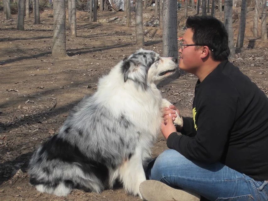 澳洲牧羊犬中国登录冠军