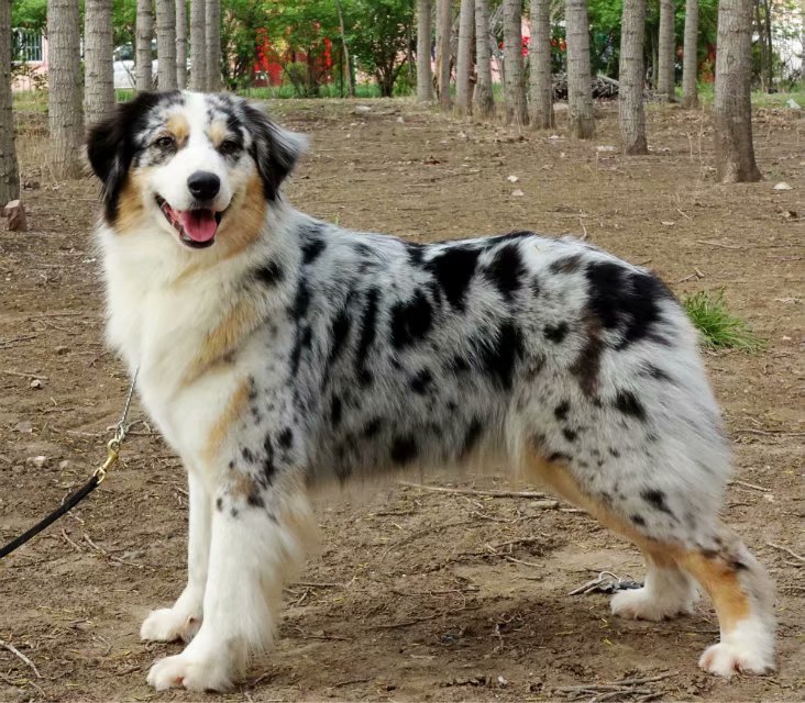 陨石色澳洲牧羊犬