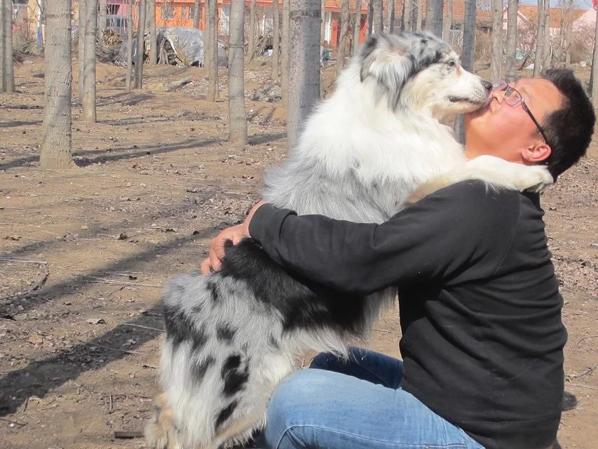 CKU澳洲牧羊犬冠军登录