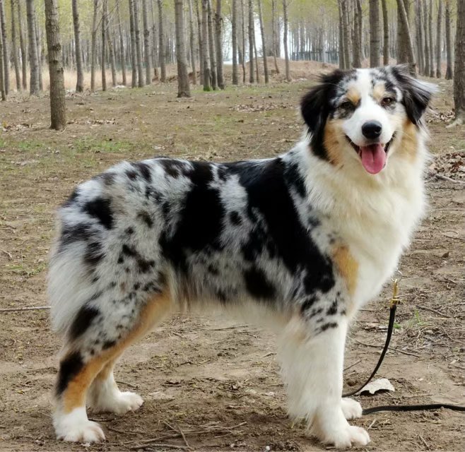 陨石澳洲牧羊犬
