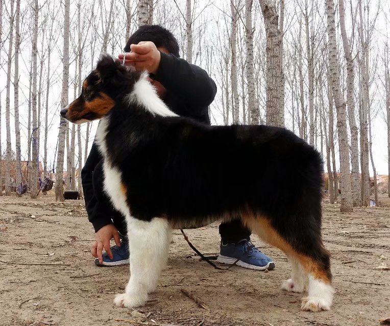 澳洲牧羊犬种母小黑