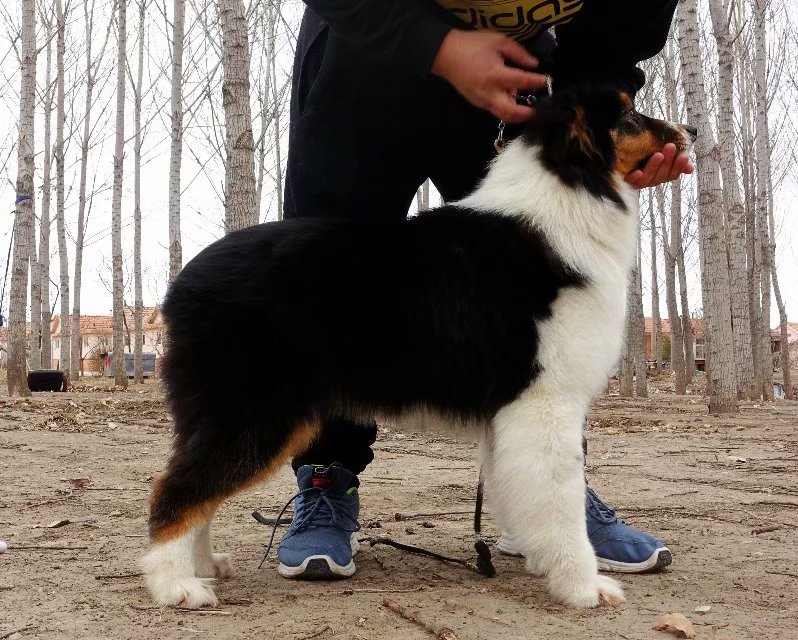 澳洲牧羊犬成母小黑