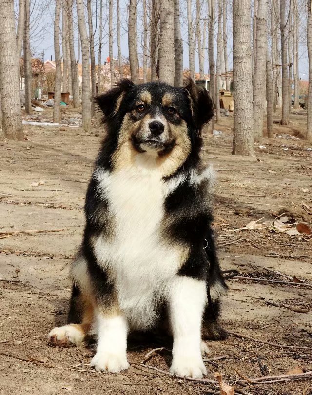 北京澳洲牧羊犬
