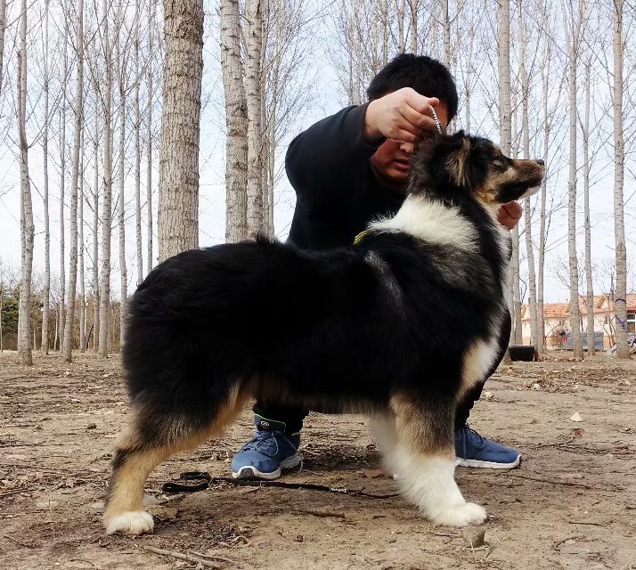 北京澳洲牧羊犬种母