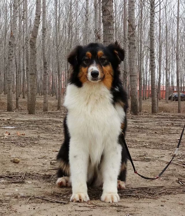澳洲牧羊犬小黑