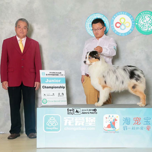 美国引进澳洲牧羊犬种公SKY