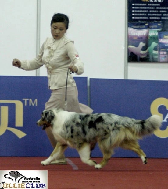 澳洲牧羊犬咖妹的爸爸澳洲引进CODI