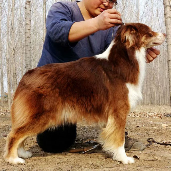 澳洲牧羊犬成母咖妹