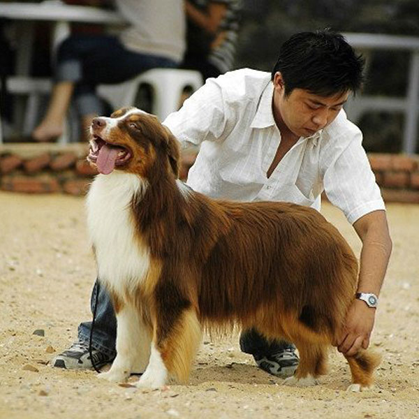 澳洲牧羊犬咖妹的姥爷韩国红龙ABEL